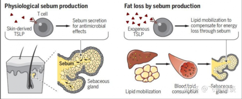 瑞士沃璟发布TSLP重组蛋白应用于减脂研究