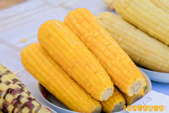 糯甜好玉米 送到你心里——青冈玉米之乡的产业发展之路