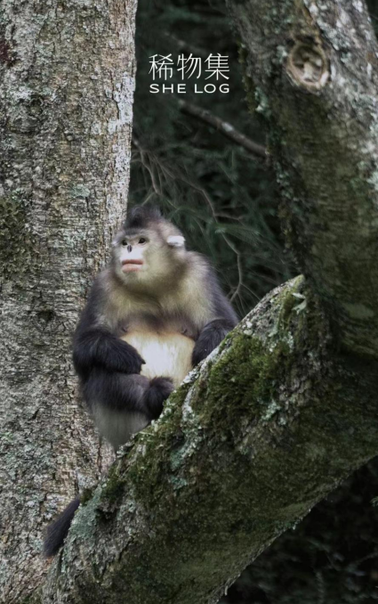 保护珍稀滇金丝猴 稀物集与孩子们共同守护森林的未来