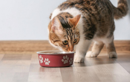 高性价比猫粮排行榜前十，你家在吃吗？