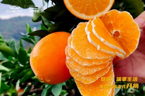  “橙”心依旧 致礼如初 —奇瑞·瑞享生活生态脐橙，甜蜜上市 