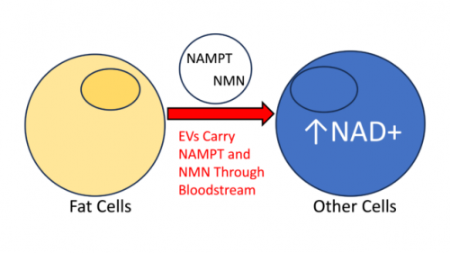 美国W+NMN探索NMN背后的科学