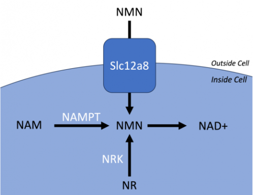 美国W+NMN探索NMN背后的科学