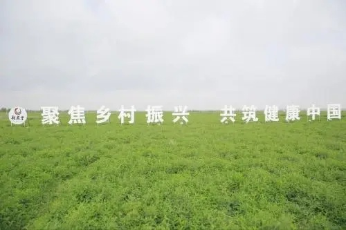 深耕道地，品质为先：扬子江药业中药材基地建设纪实